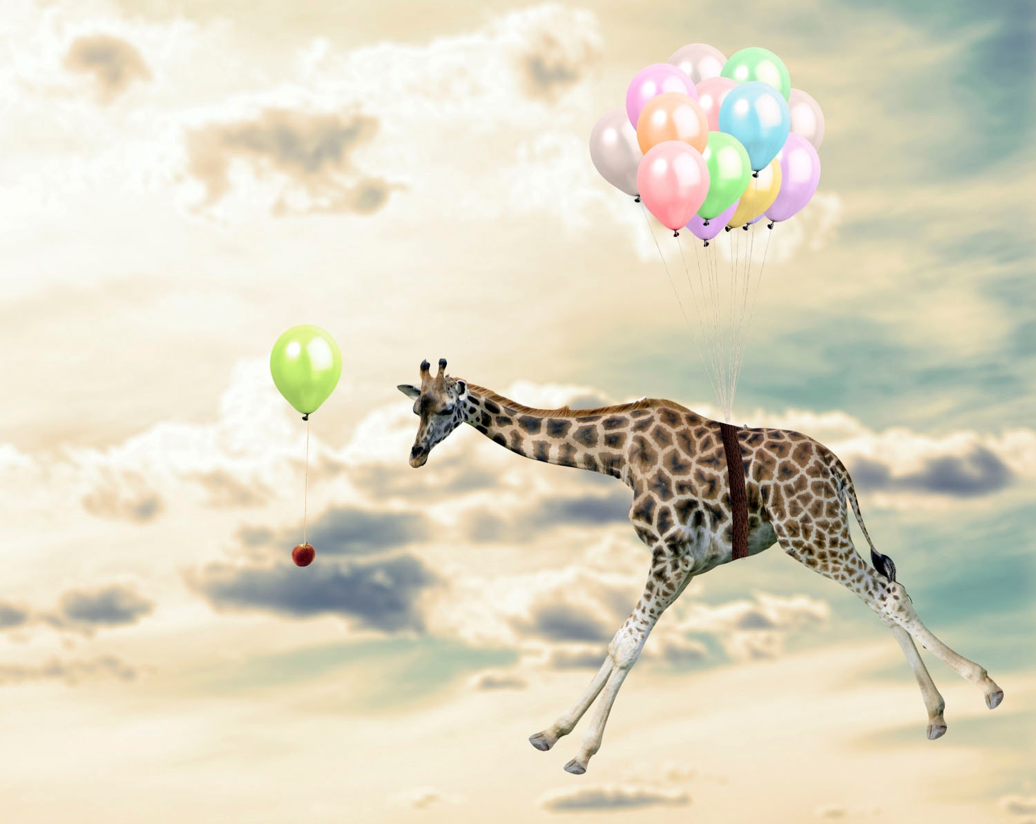auf Giraffe« Raten »fliegende Acrylglasbild bestellen queence