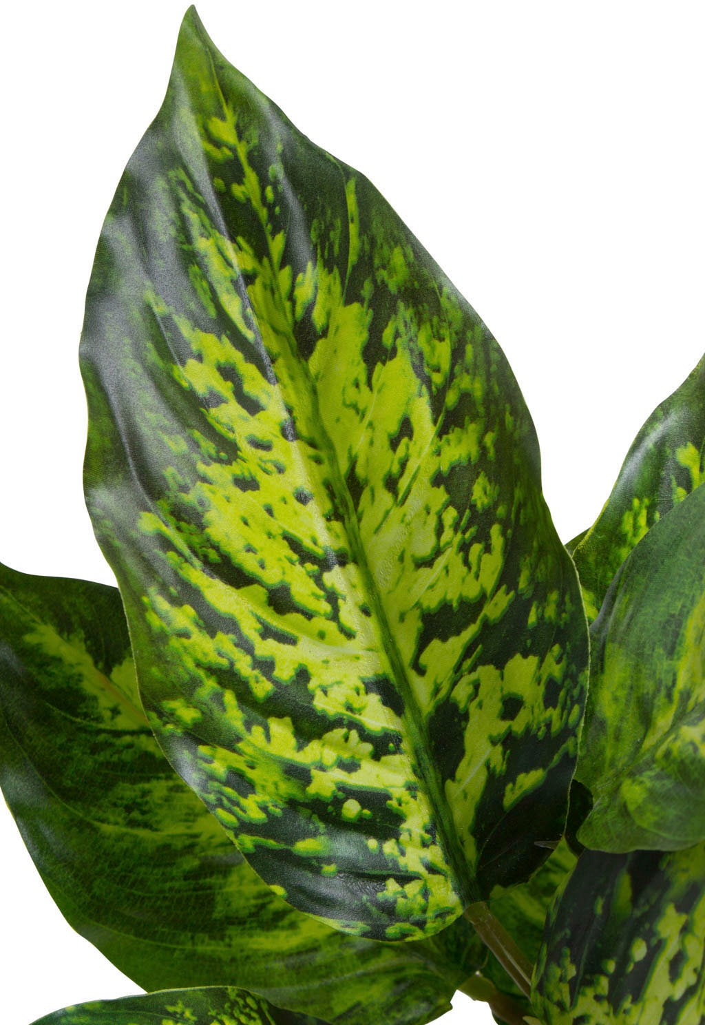 Botanic-Haus Künstliche Zimmerpflanze »Dieffenbachia Tropic« bequem kaufen