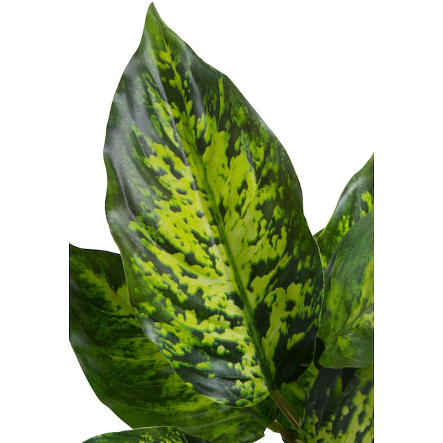 Botanic-Haus Künstliche Zimmerpflanze »Dieffenbachia Tropic« bequem kaufen