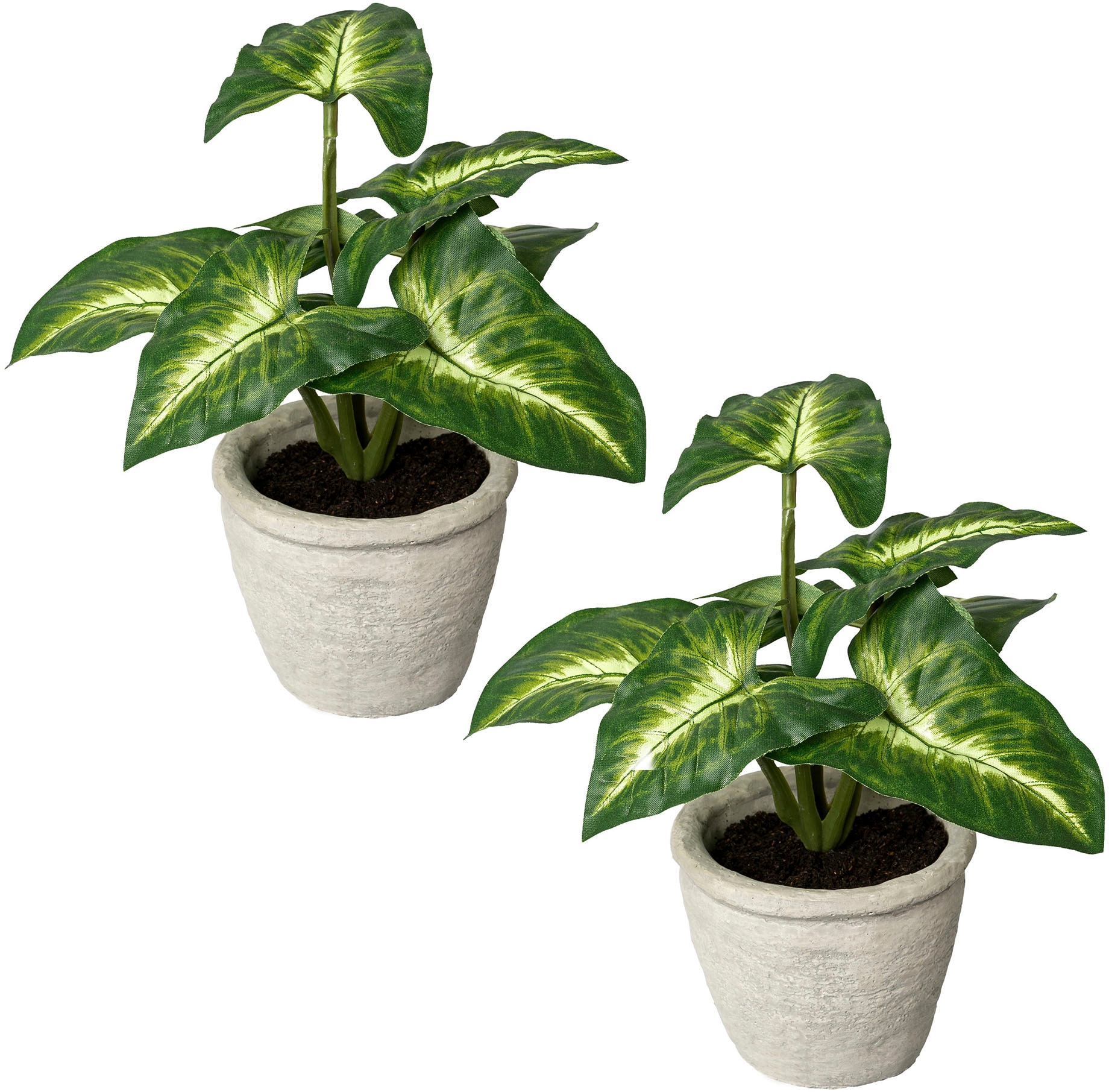 Creativ green Künstliche Zimmerpflanze »Blattpflanze Syngonium«, im  Zementtopf, 2er Set bequem kaufen | Pflanzgefäße