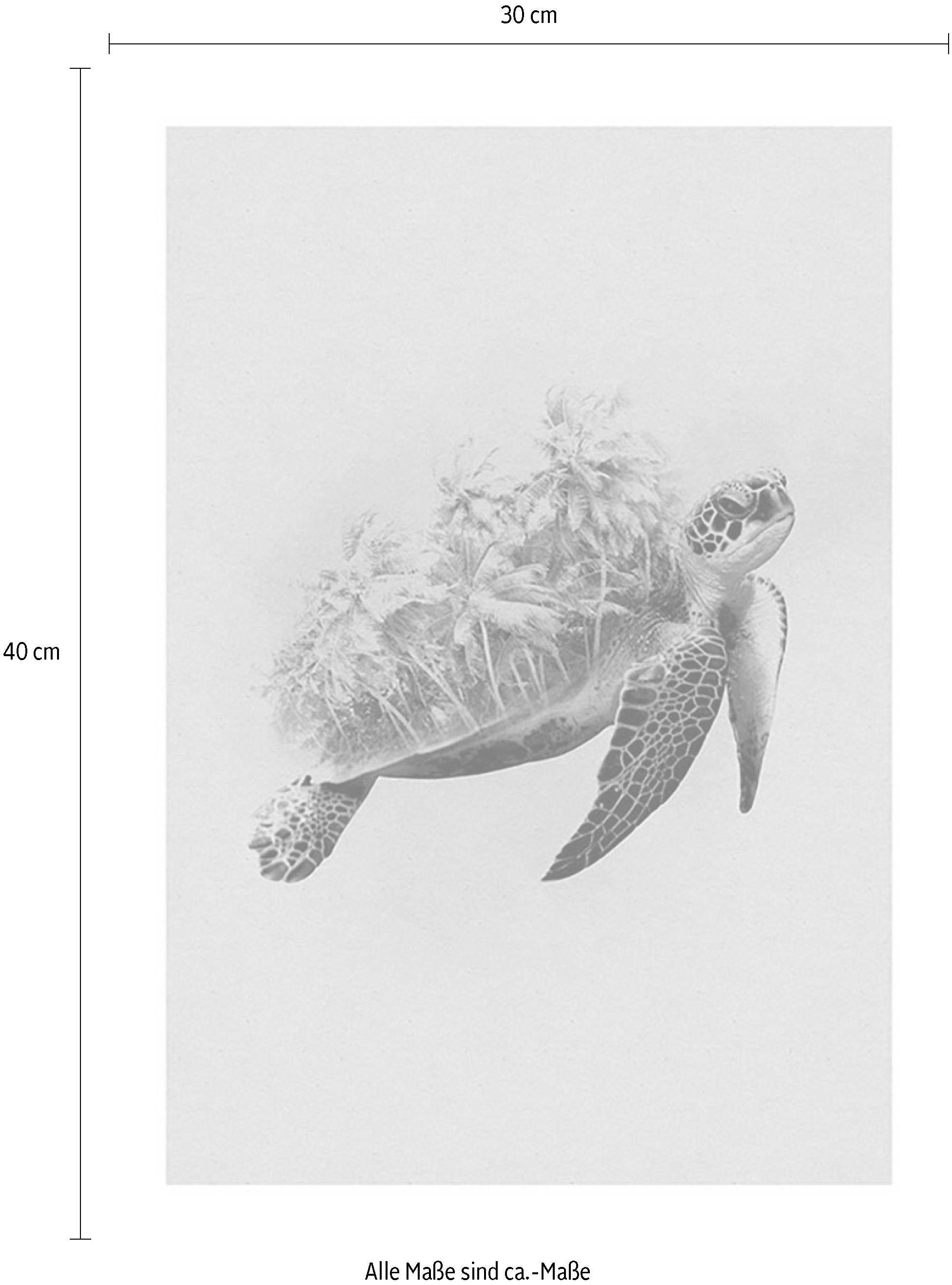 Komar Bild »Animals Paradise Turtle«, Tiere, (1 St.), Wandbild zur Dekoration - ohne Rahmen