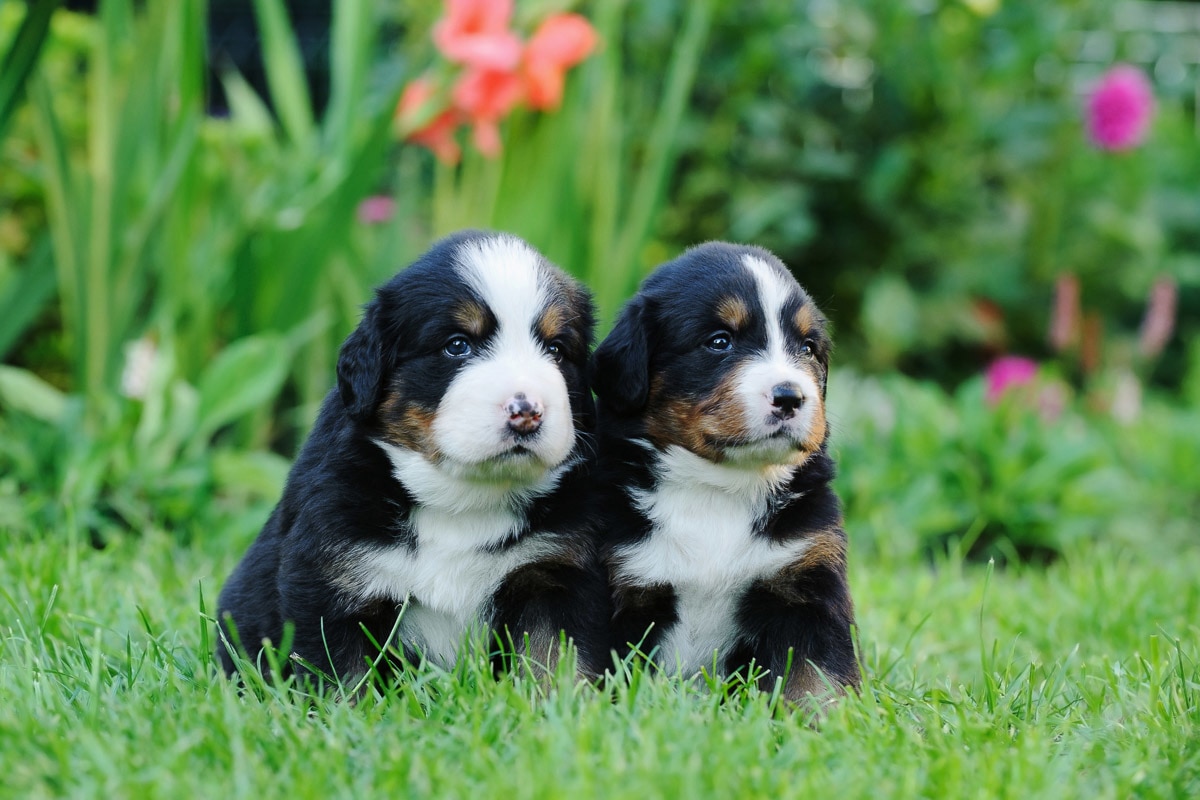 Fototapete »Berner Sennenhunde«