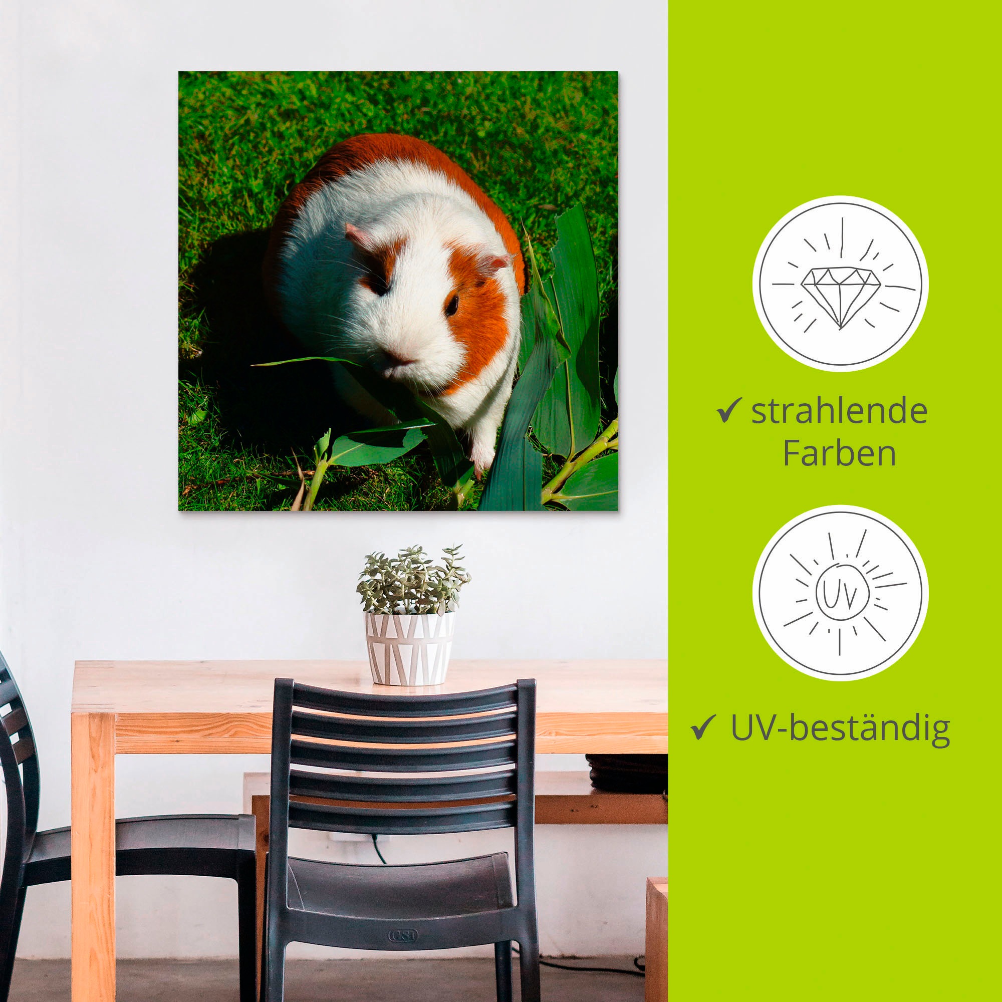 Artland Wandbild »Orange weißes Meerschweinchen«, Haustiere, (1 St.), als Alubild, Outdoorbild, Leinwandbild in verschied. Größen