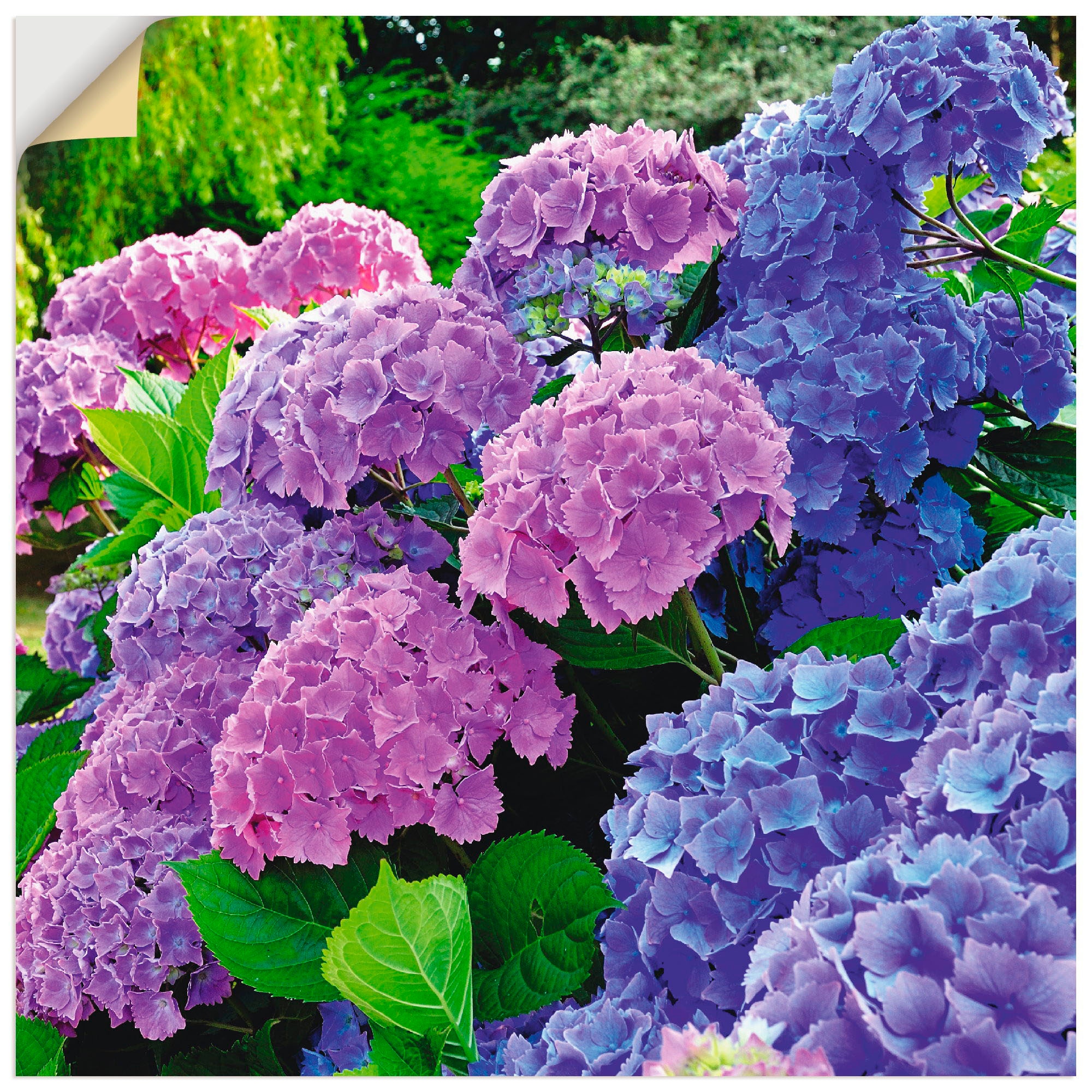 Artland Wandbild »Hortensien im Garten«, Blumen, (1 St.), als Alubild, Outdoorbild, Leinwandbild, Poster, Wandaufkleber