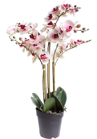 Botanic-Haus Kunstorchidee »Orchidee Bora«, (1 St.) kaufen