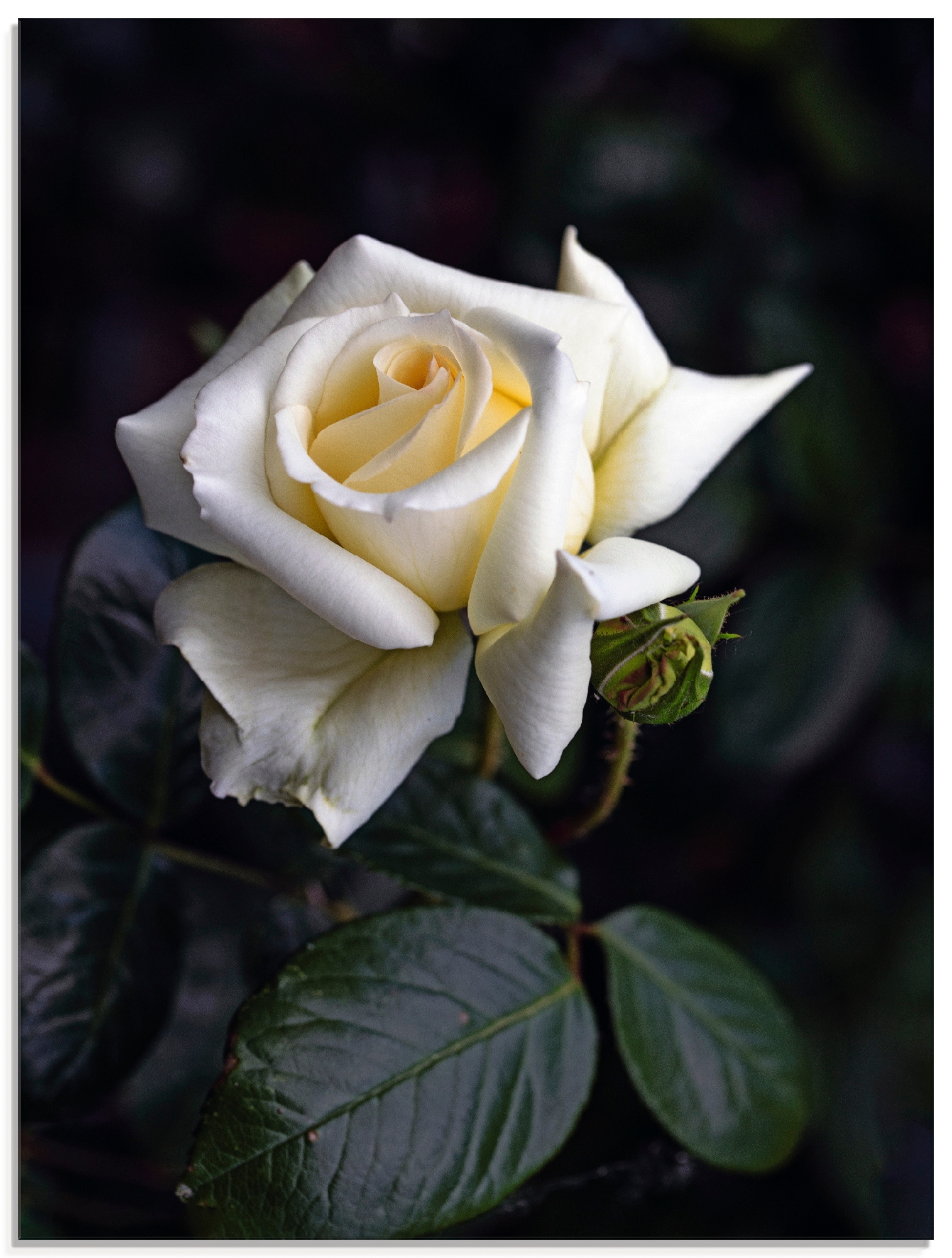 Artland Glasbild "Weiß-gelbe Rose" Blumen 1 Stk. tlg. in verschiedenen Größen