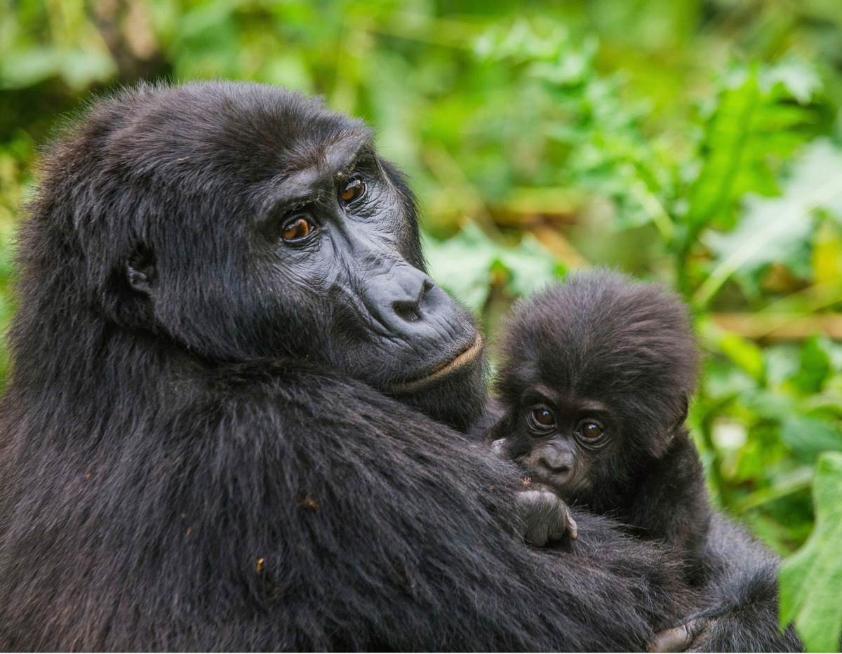 Papermoon Fototapete »Gorilla mit Baby«