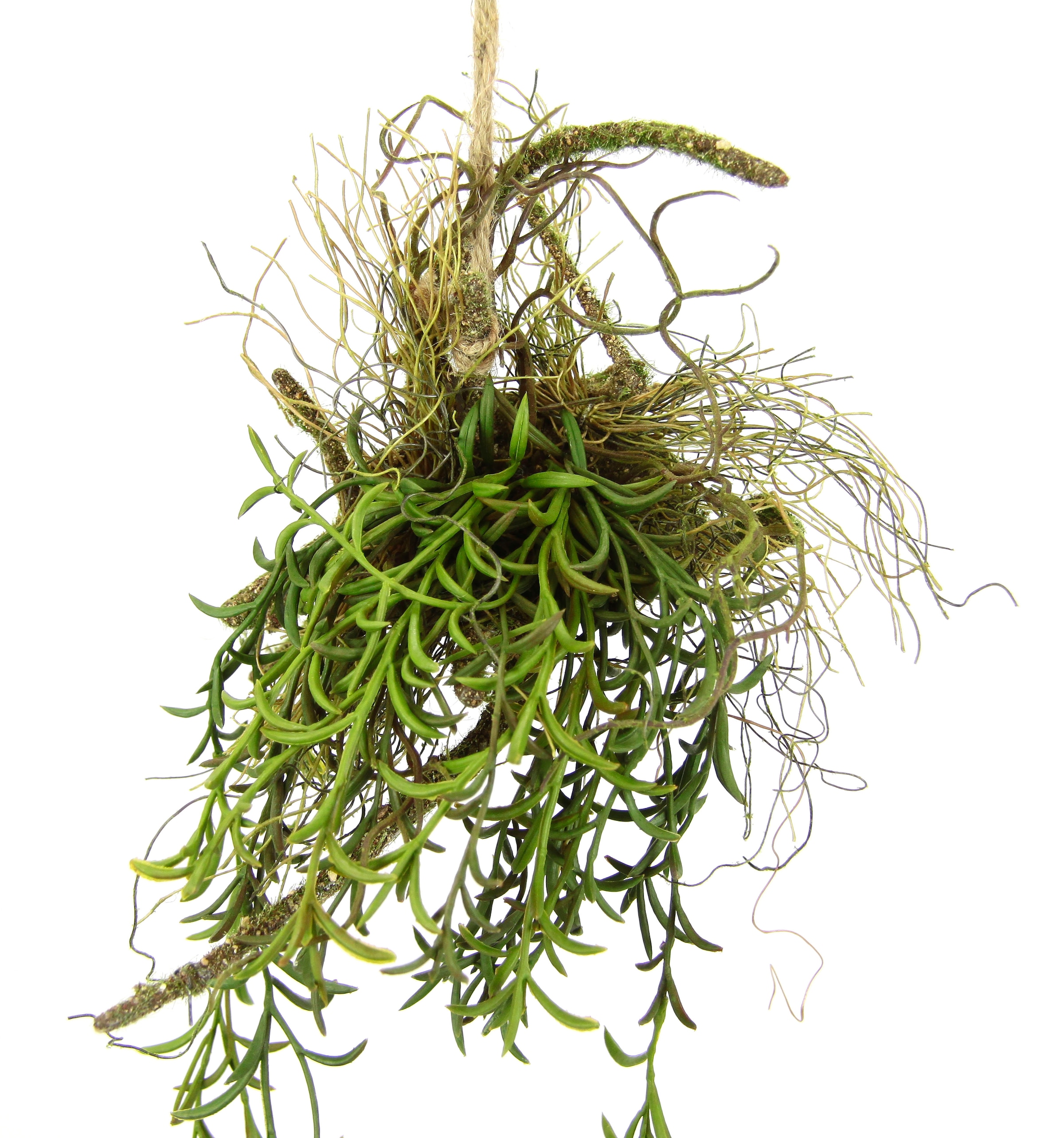 I.GE.A. Kunstpflanze »Tillandsia«, Hänger auf Ast kaufen Rechnung Künstlicher Kunstpflanze Moos auf Hängeampel