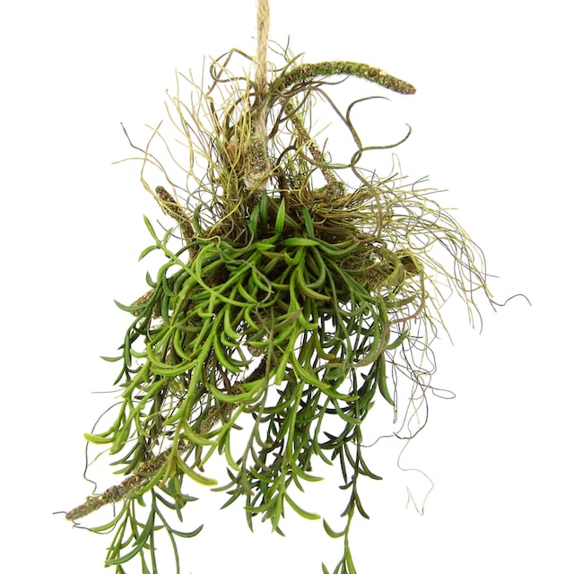 I.GE.A. Kunstpflanze »Tillandsia«, Hänger auf Ast Künstlicher Moos  Hängeampel Kunstpflanze auf Rechnung kaufen