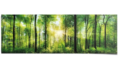 Artland Poster »Wald Bach Frühling Windrosen Sonne Baum«, Wald, (4 St.),  Poster, Wandbild, Bild, Wandposter bequem bestellen