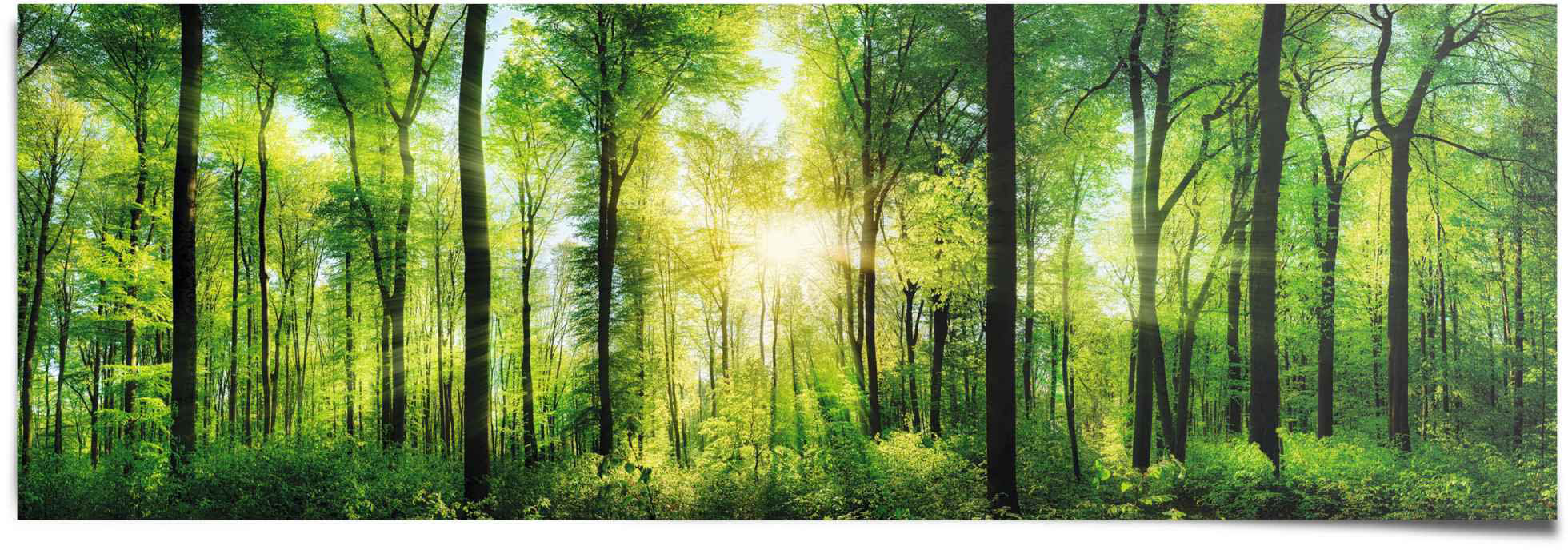 Sonne Wald, Bach bequem Wandbild, Windrosen »Wald Poster Frühling Baum«, Poster, St.), Wandposter Bild, bestellen Artland (4
