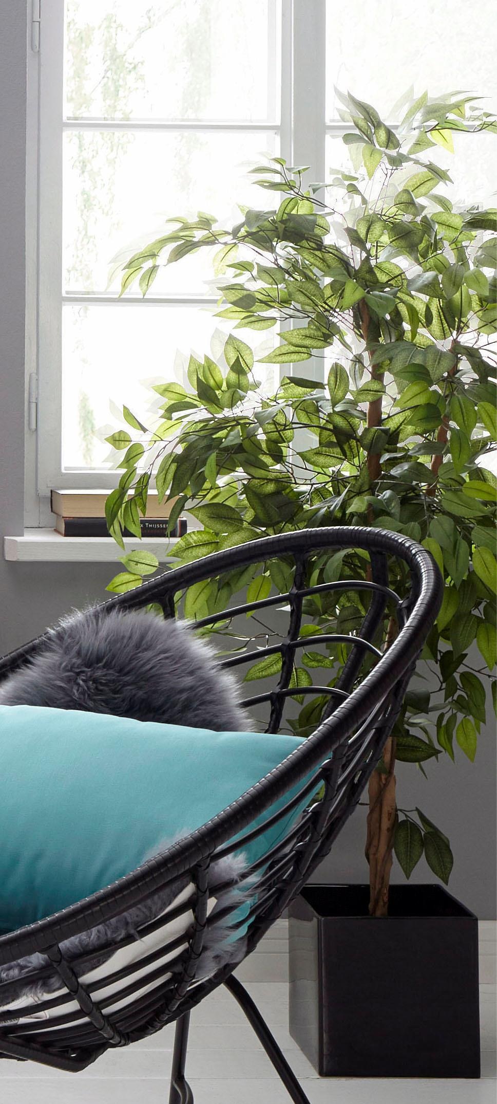 Jahren Benjamini« 3 kaufen online green Garantie XXL »Ficus mit | Kunstpflanze Creativ