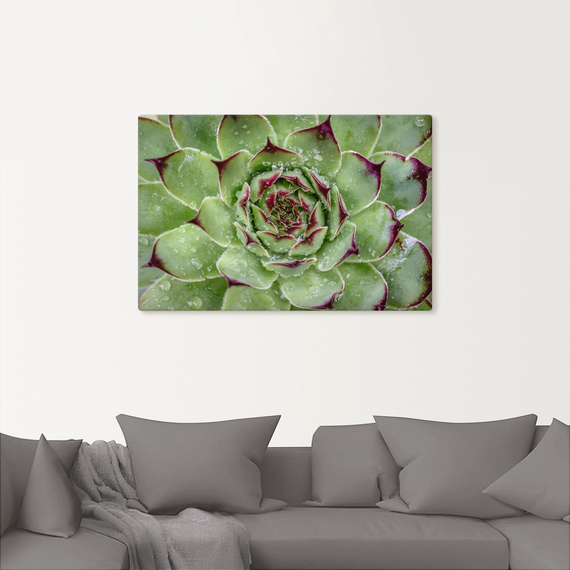 Artland Leinwandbild »Sukkulente mit Regentropfen« Pflanzenbilder 1 Stk. tlg. auf Holzrahmen gespannt