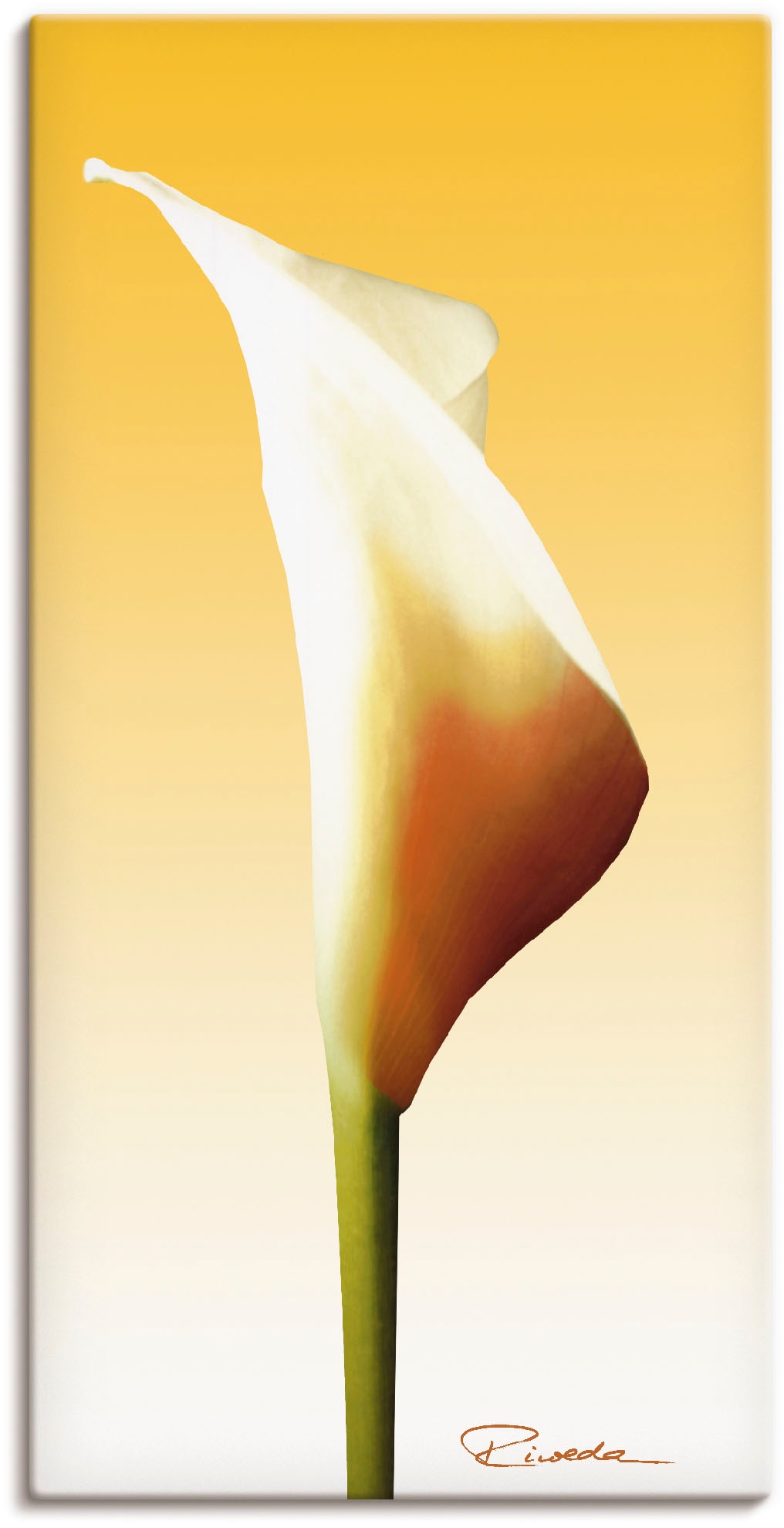 Artland Wandbild »Sonnenschein Calla I«, Blumenbilder, (1 St.), als Alubild,  Leinwandbild, Wandaufkleber oder Poster in versch. Größen bequem bestellen