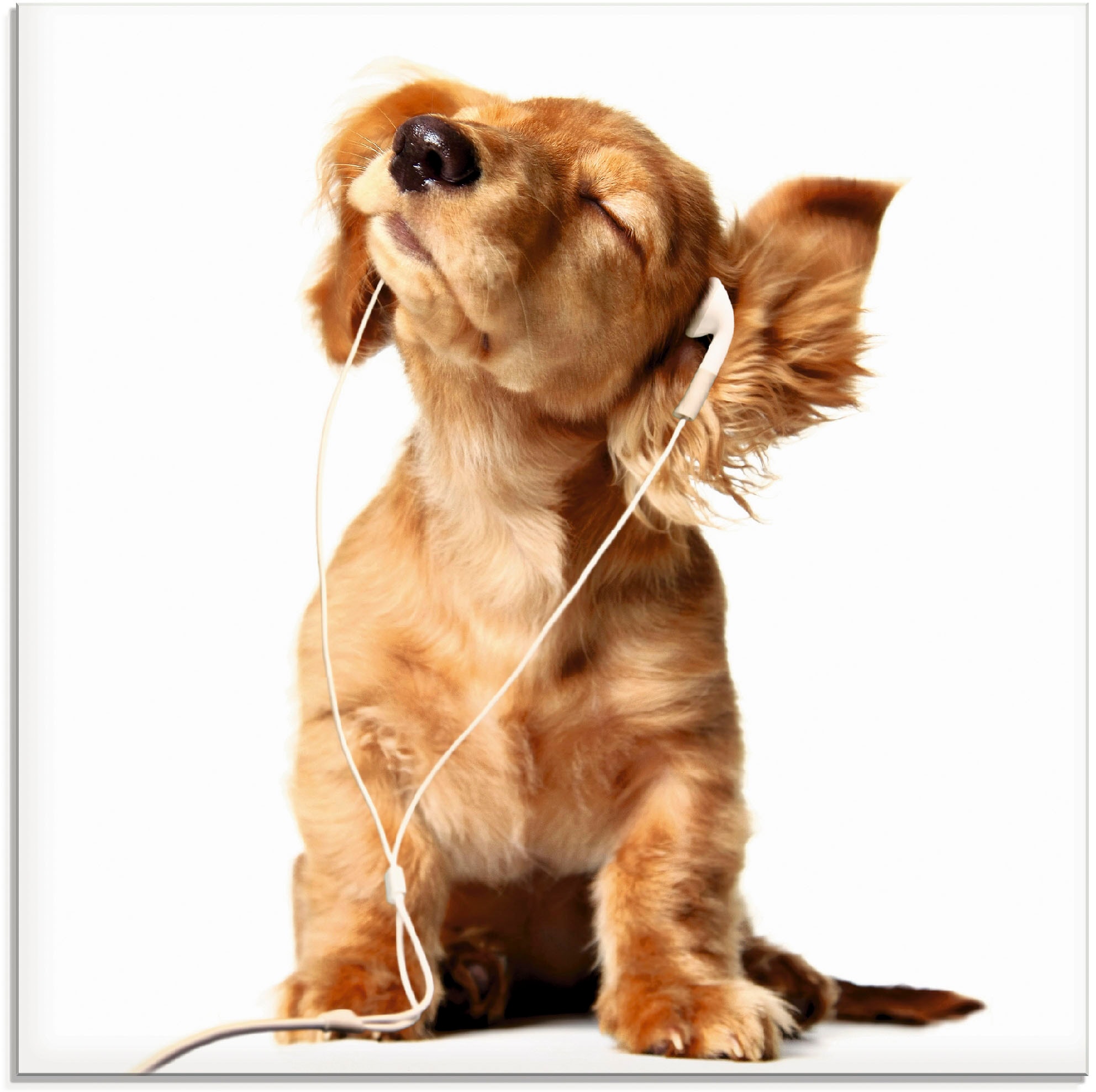 Artland Glasbild "Junger Hund hört Musik über Kopfhörer" Haustiere 1 Stk. tlg. in verschiedenen Größen