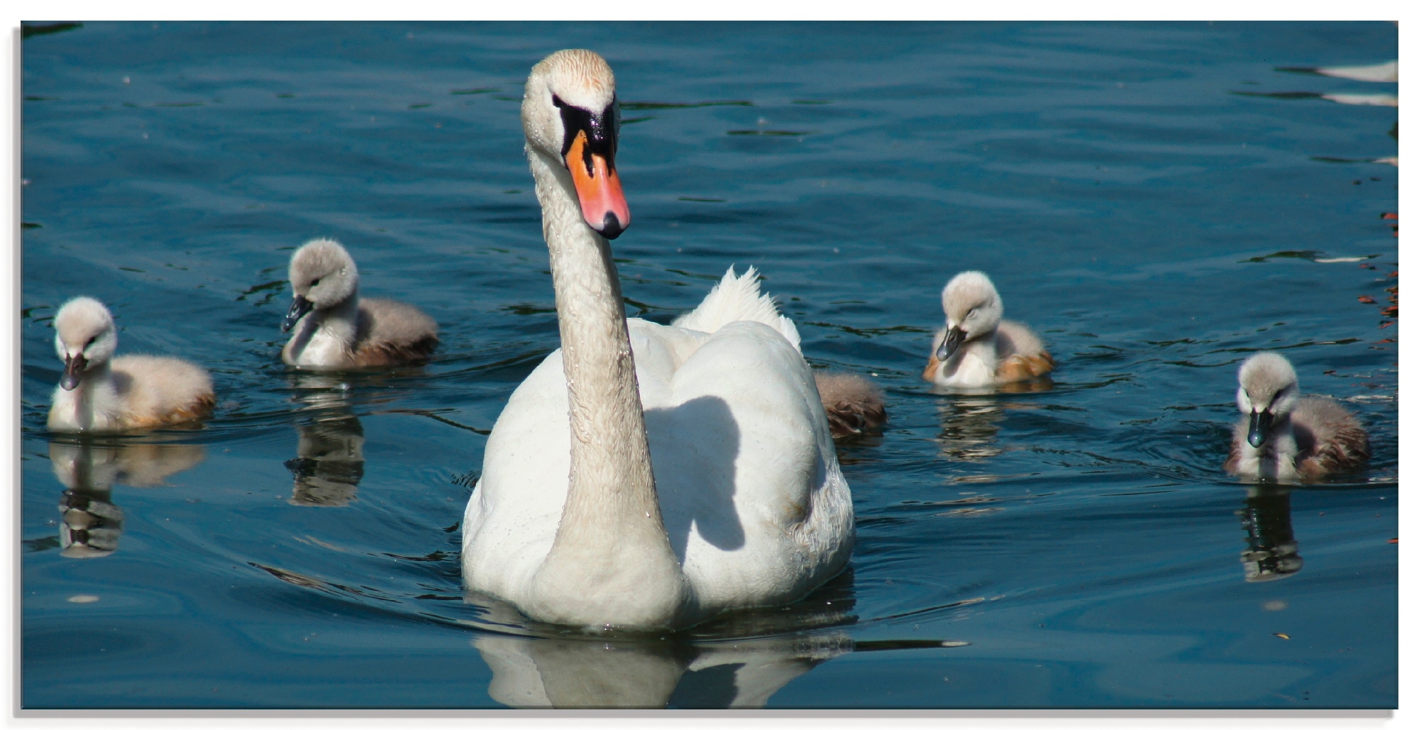 Glasbild »Höckerschwan Familie«, Vögel, (1 St.), in verschiedenen Größen