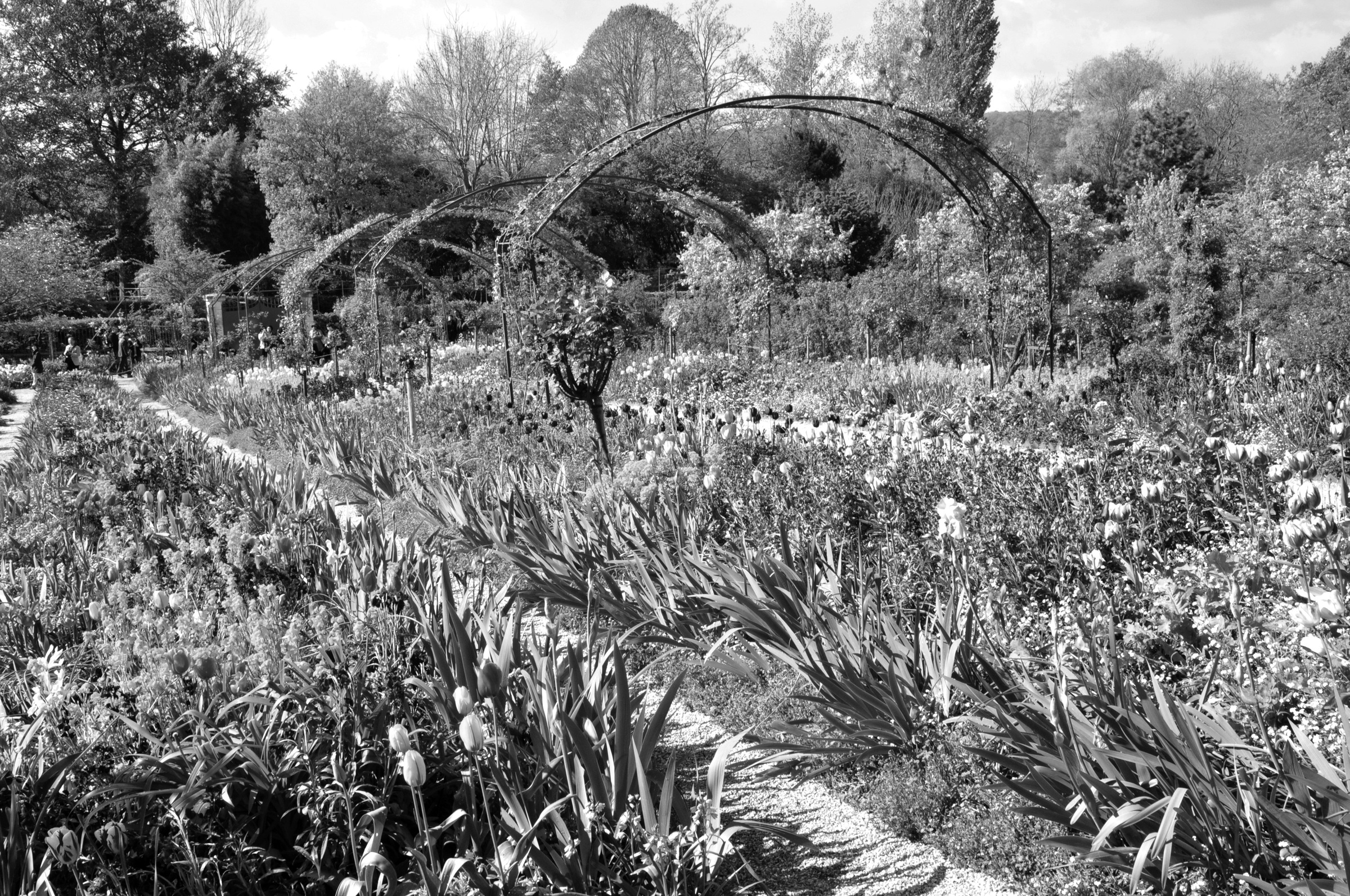 Fototapete »Garten Schwarz & Weiß«