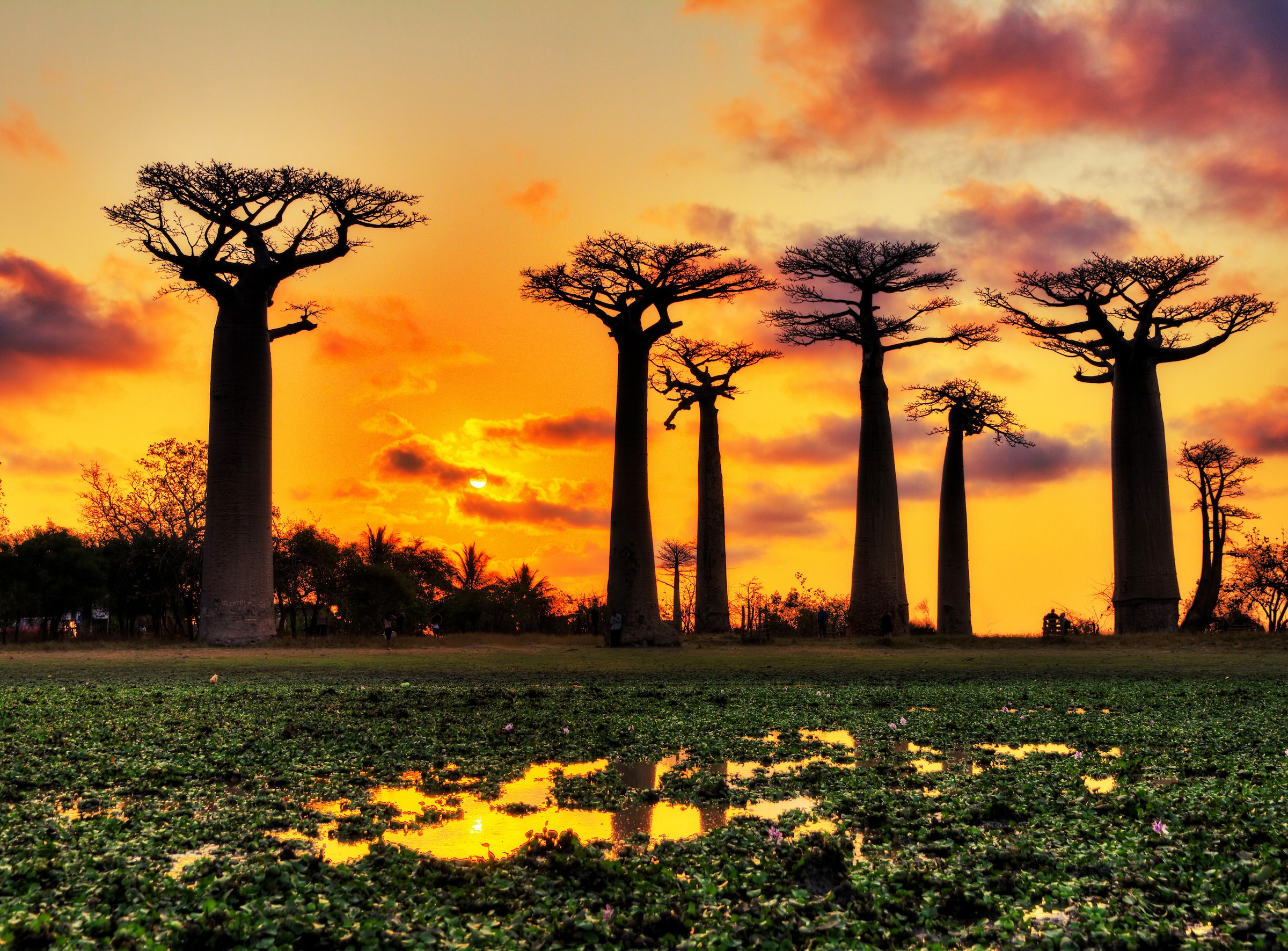 Papermoon, Fototapete »Baobabs Trees African Sunset« glatt, bunt, Vlies, B/L: 3,5 m x 2,6 m - Bahnen: 7 Stk., bunt