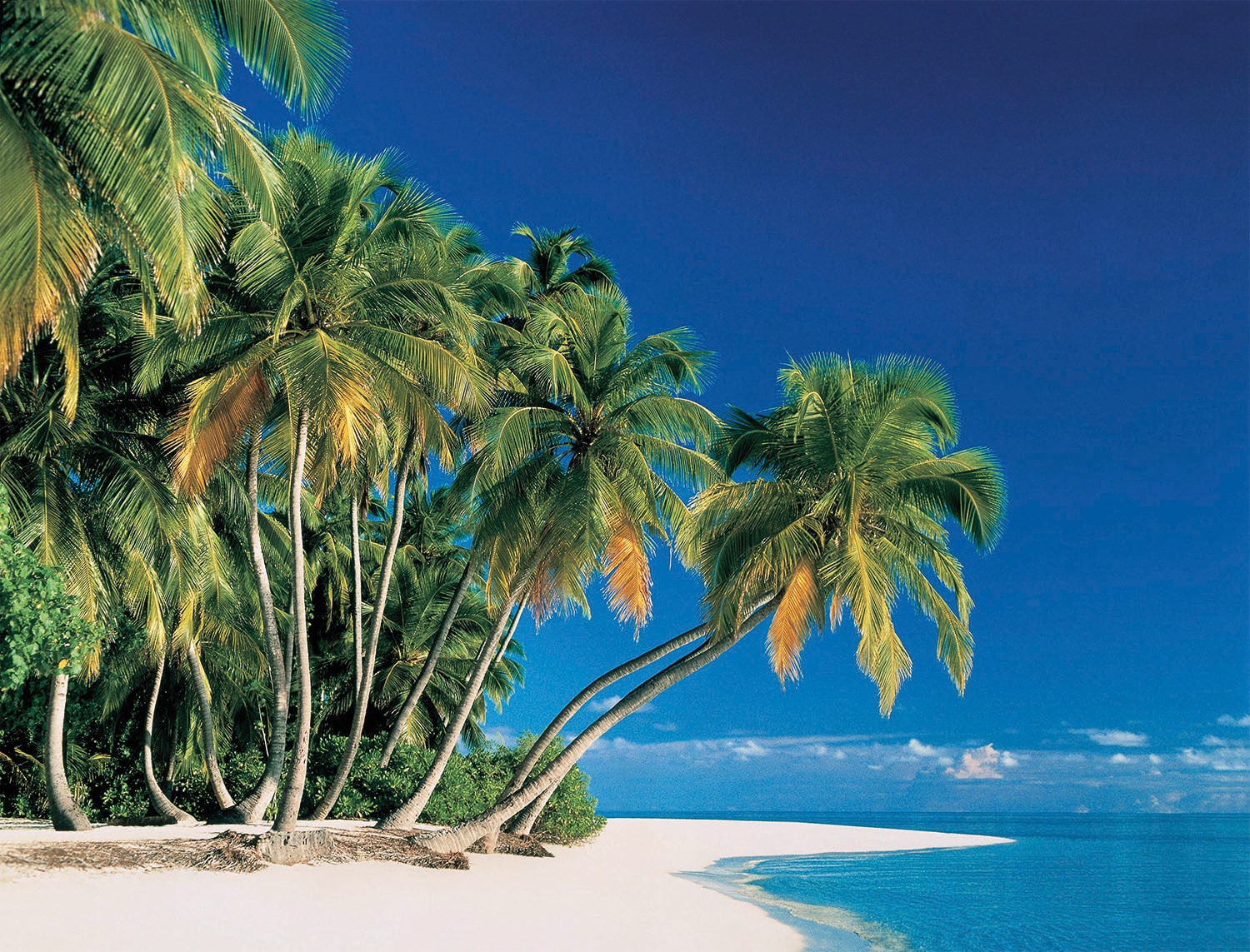 Papermoon, Fototapete »Tropical Palms« glatt, bunt, Vlies, B/L: 5 m m x 2,8 m m - Bahnen: 10 Stk. St., bunt
