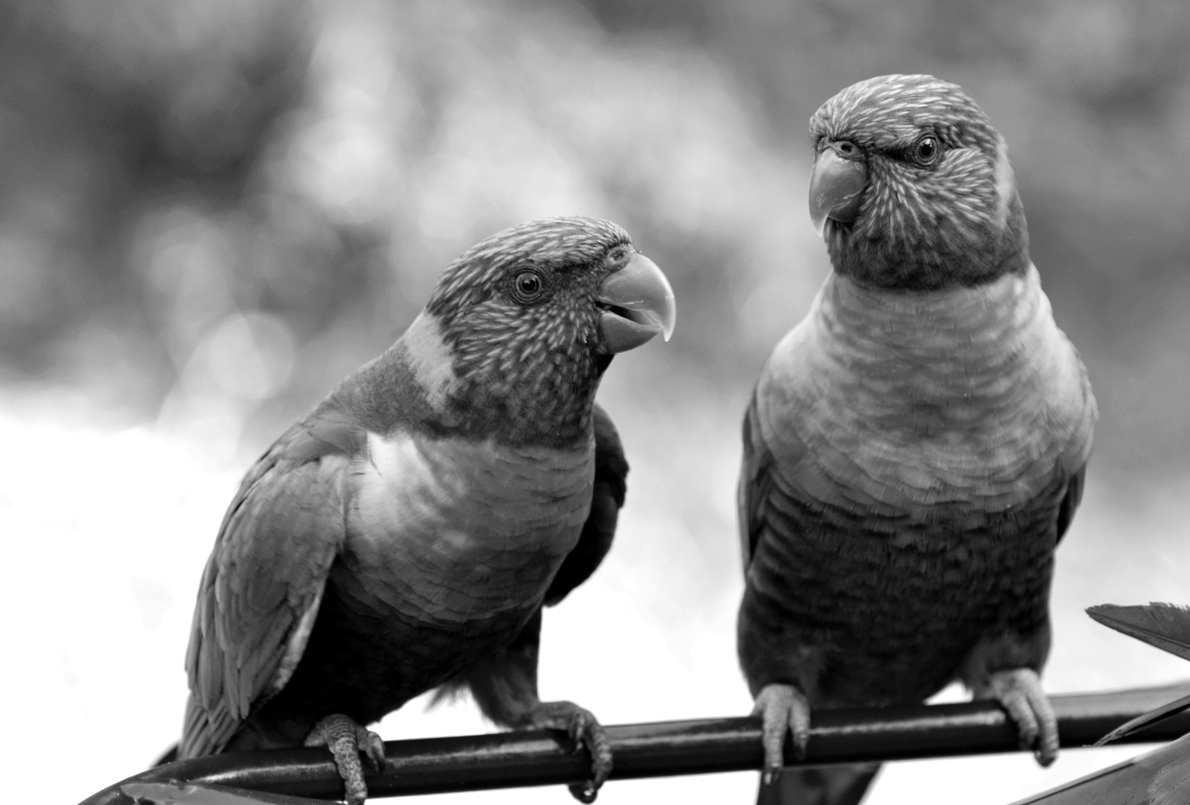 Fototapete »Vögel Schwarz & Weiß«