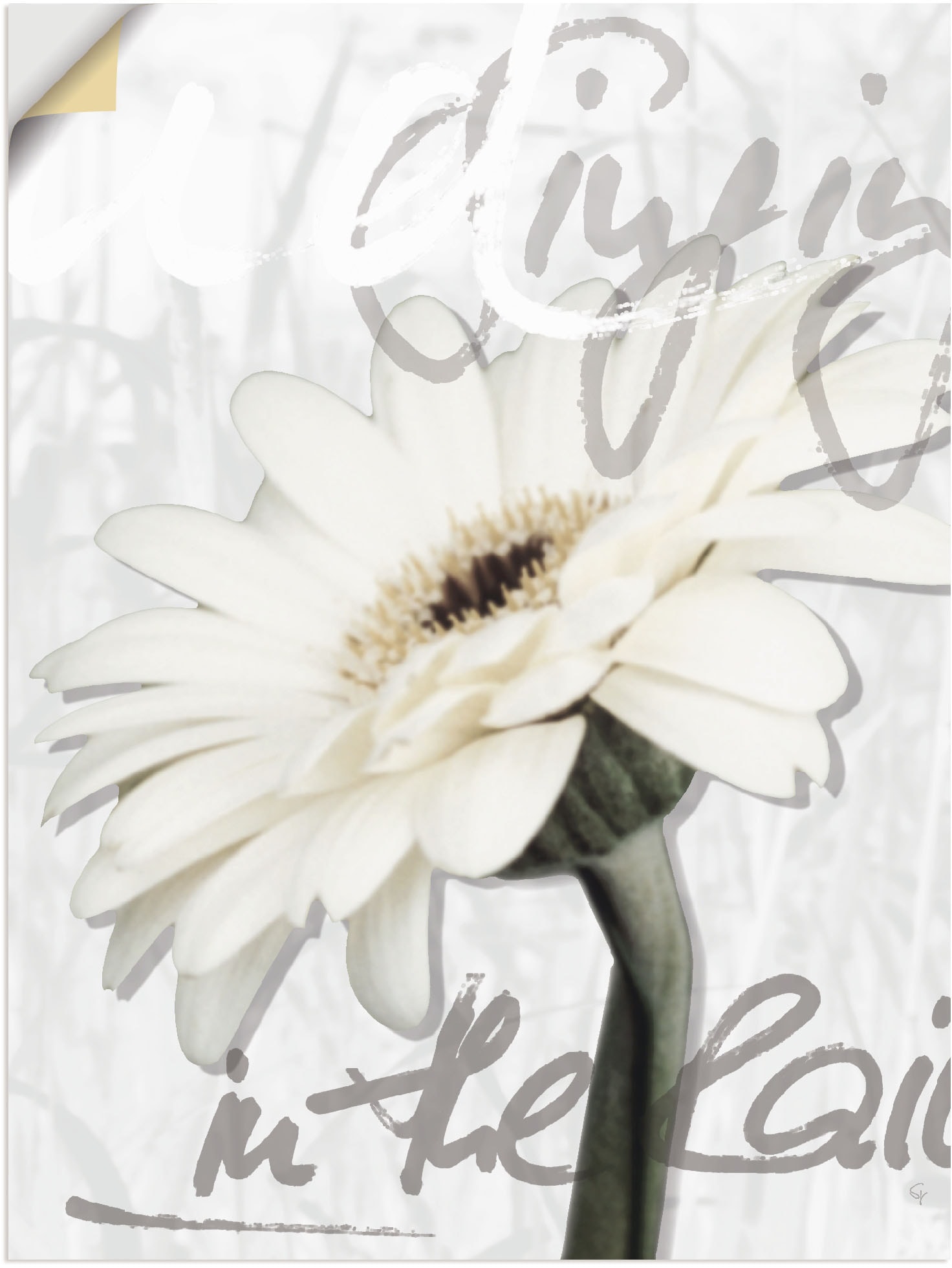 Artland Wandbild in Poster, Wandaufkleber kaufen Leinwandbild, St.), (1 als auf Blumenbilder, Rechnung Größen »Gerbera«, verschied