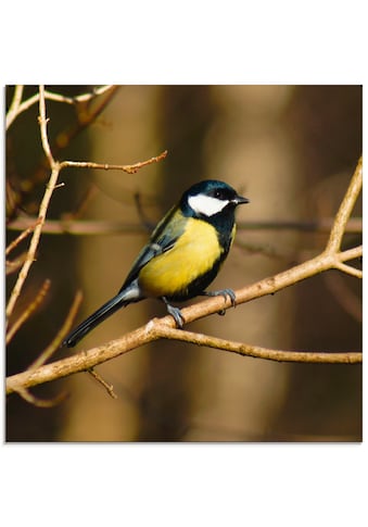 Glasbild »Kohlmeise im Wald«, Vögel, (1 St.)