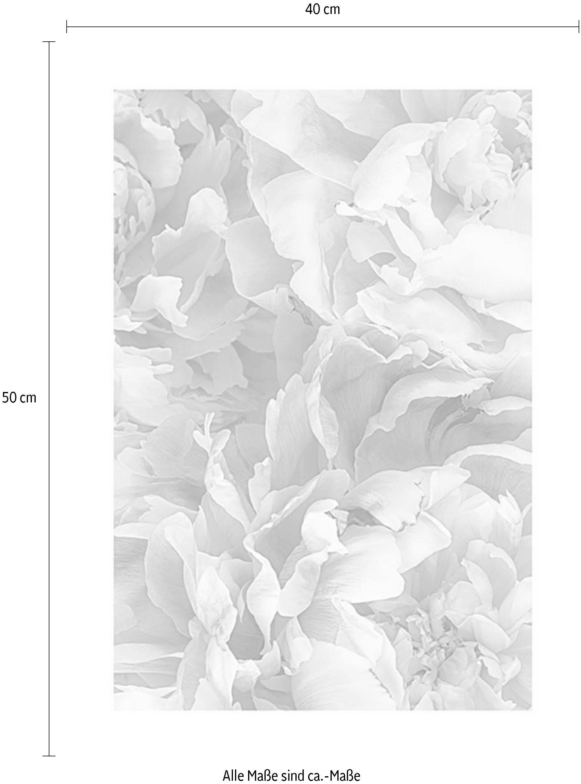 Komar Bild »Sauve« Blumen 1 Stk. tlg. Wandbild zur Dekoration - ohne Rahmen