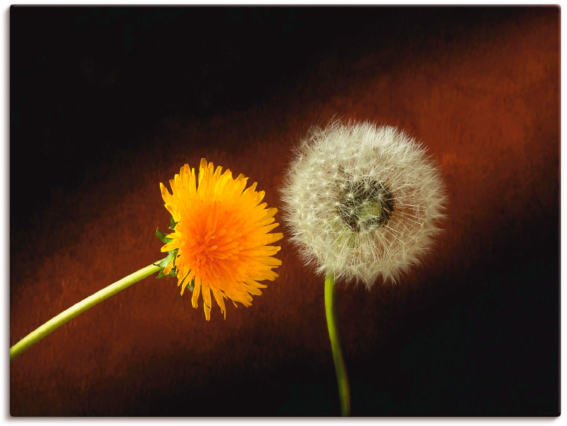 Größen (1 versch. Rechnung oder in Leinwandbild, Blumen, bestellen St.), Artland auf als »Pusteblume«, Wandbild Wandaufkleber Poster