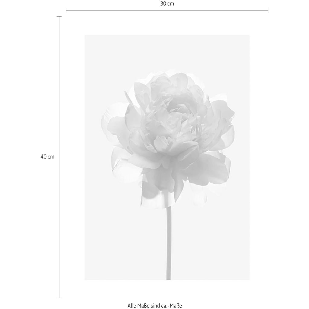 Komar Poster »Rose«, Blumen, (1 St.)