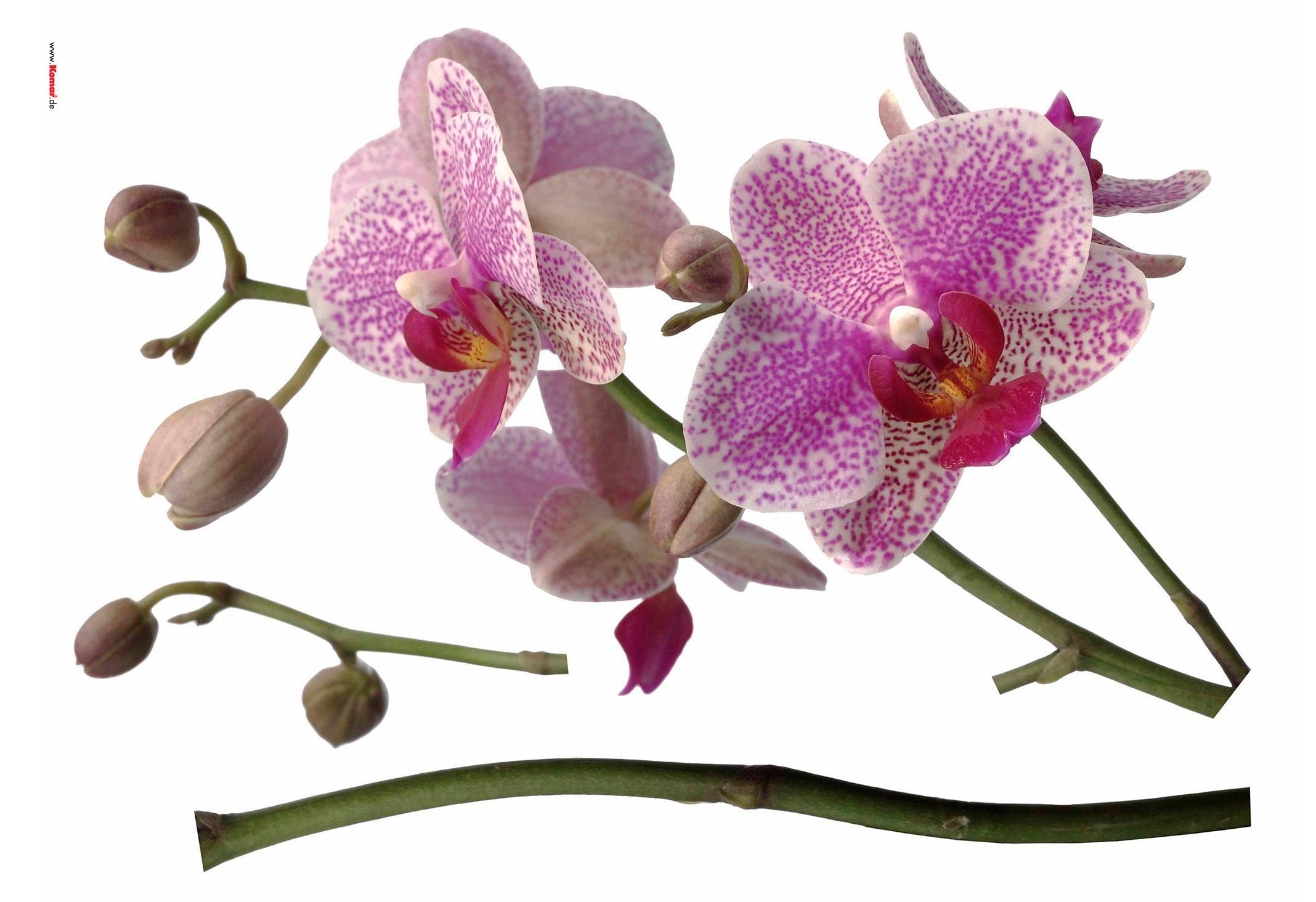 Wandtattoo »Orchidee«, 100x70 cm (Breite x Höhe), selbstklebendes Wandtattoo