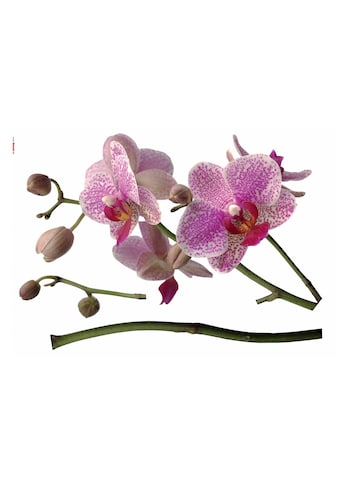 Wandtattoo »Orchidee«, 100x70 cm (Breite x Höhe), selbstklebendes Wandtattoo