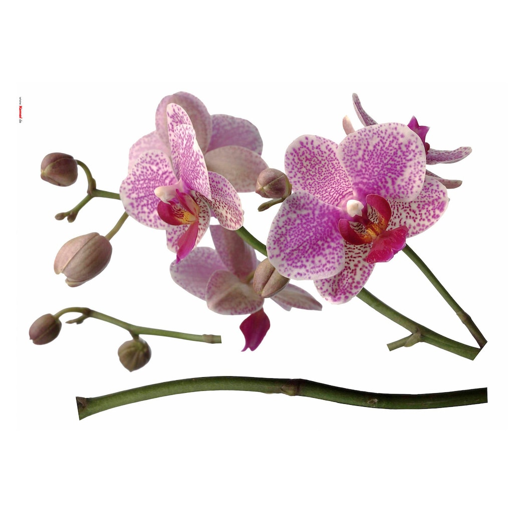 Komar Wandtattoo »Orchidee«, 100x70 cm (Breite x Höhe), selbstklebendes Wandtattoo