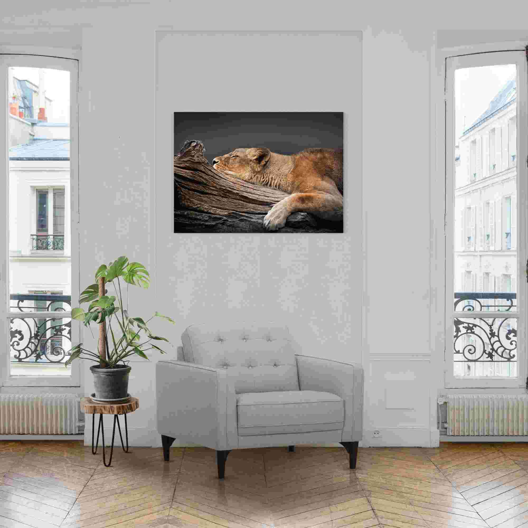 Reinders! Acrylglasbild »Ruhende Löwin«