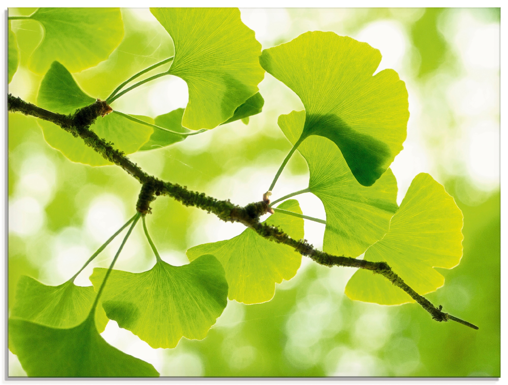 Artland Glasbild »Ginkgo«, Blätter, (1 St.), in verschiedenen Größen