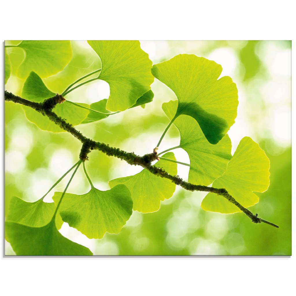 Artland Glasbild »Ginkgo«, Blätter, (1 St.)