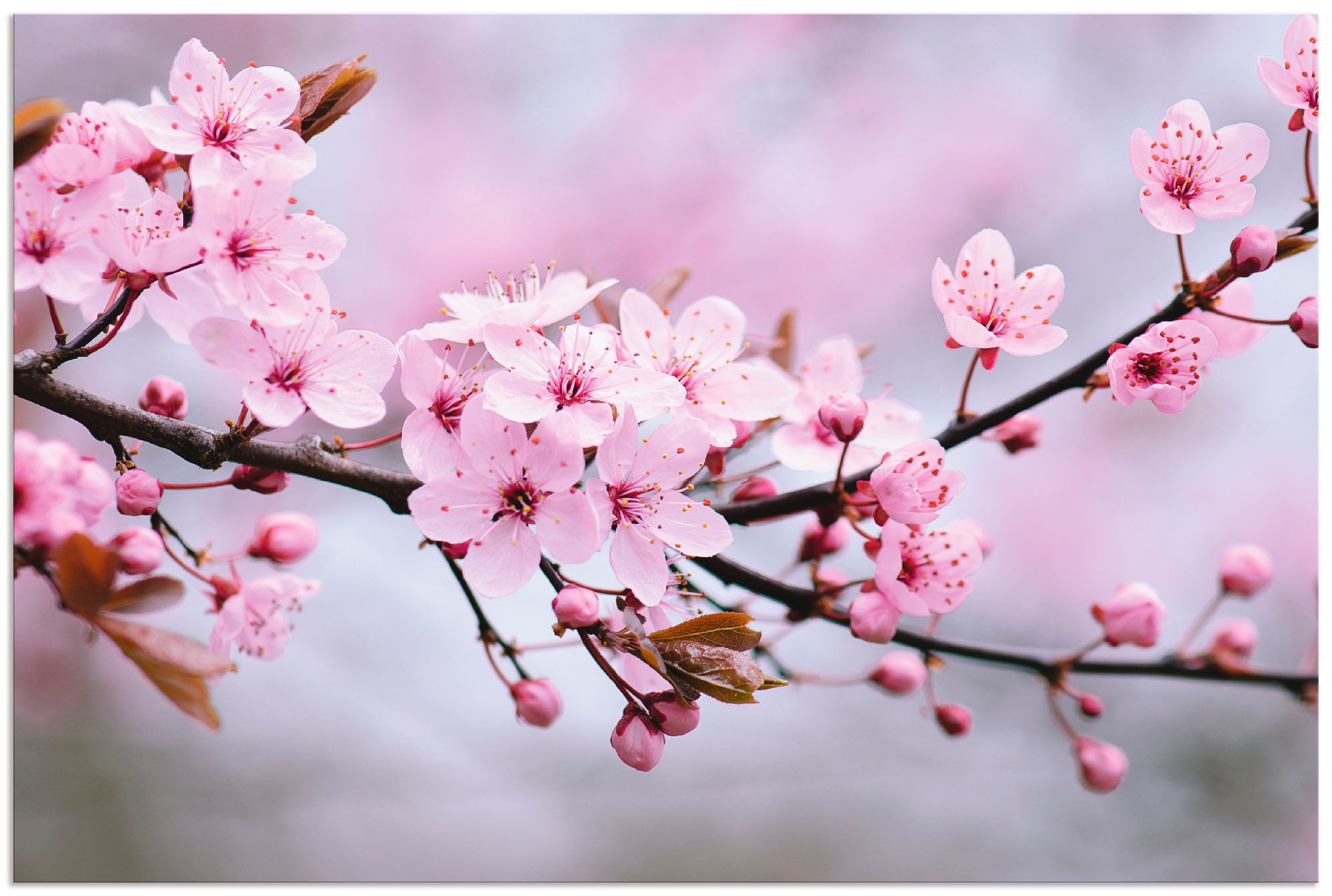 bequem Wandaufkleber Wandbild Größen in »Kirschblüten«, oder Blumen, Artland Alubild, Leinwandbild, (1 als kaufen Poster versch. St.),