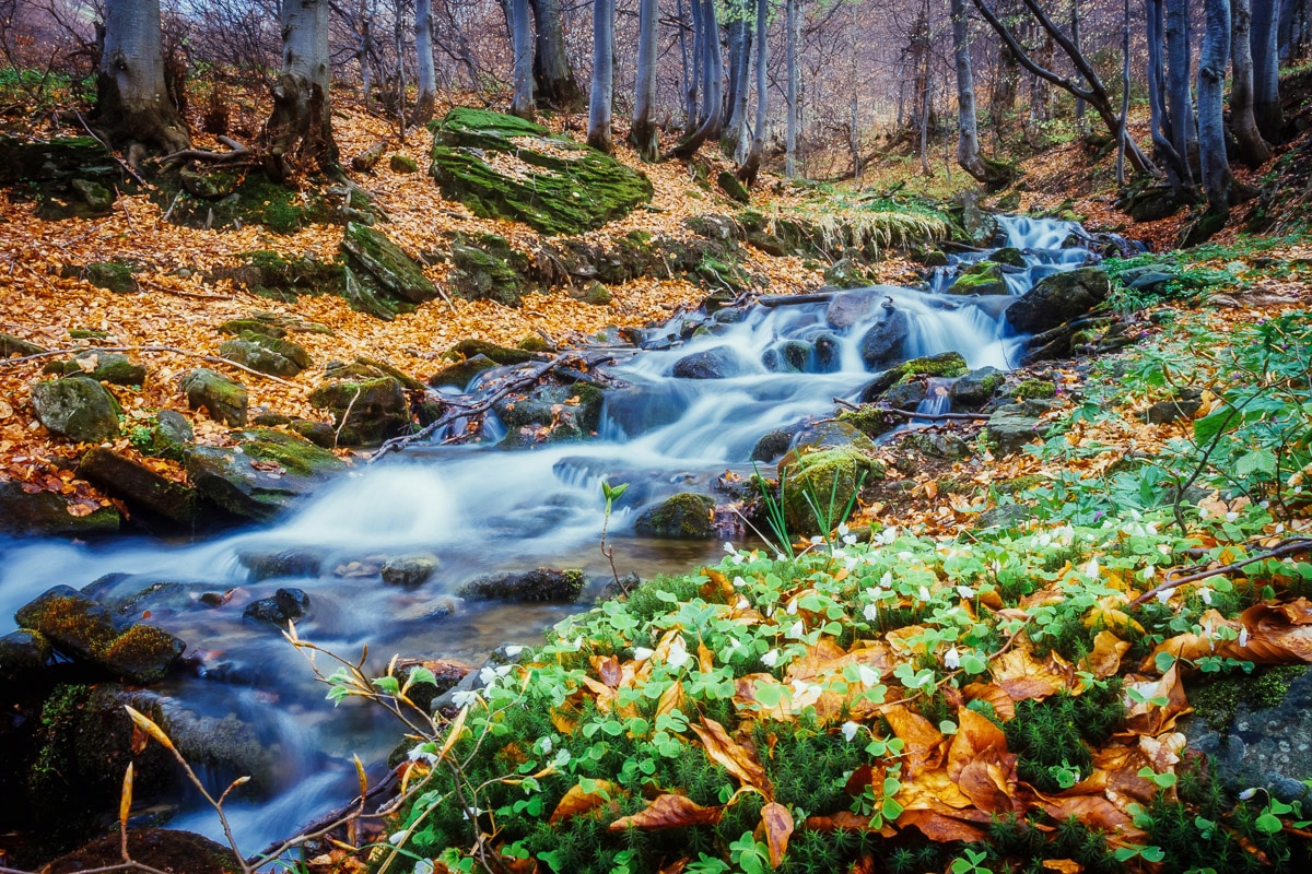 Papermoon Fototapete "Fluss im Wald"