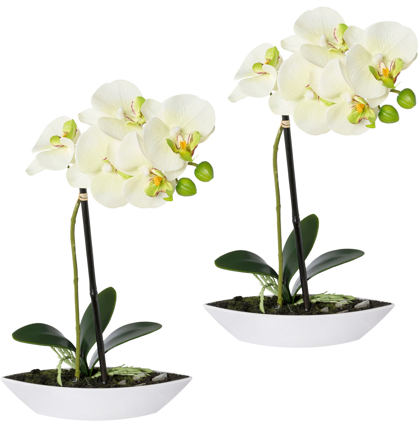 Kunstorchidee »Phalaenopsis«, 2er Set, in Kunststoffschale