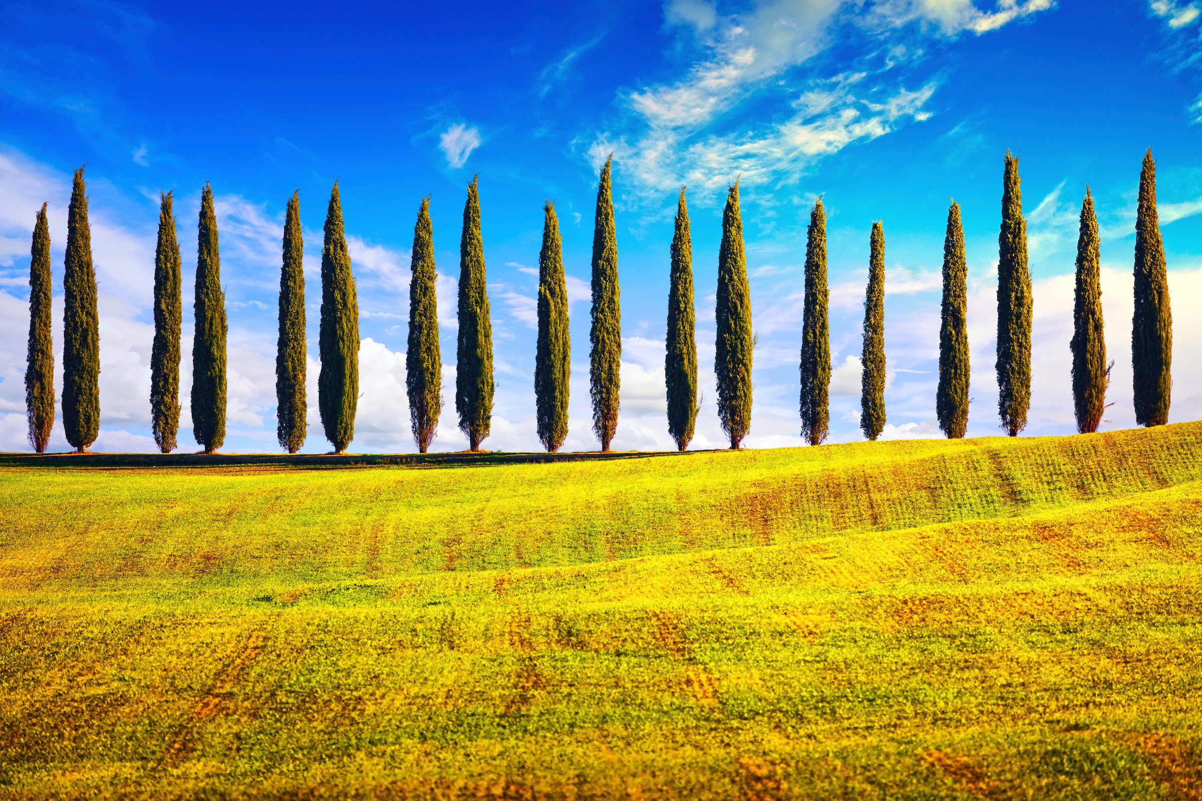Papermoon, Fototapete »Pappeln am Feld«, bunt, Vlies, B/L: 2,5 m m x 1,86 m m - Bahnen: 5 Stk. St., bunt