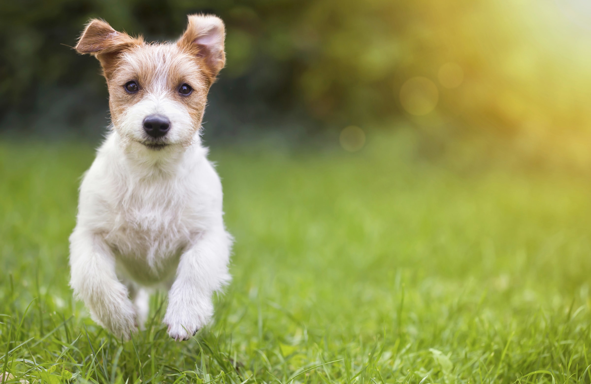 Fototapete »HUND-NATUR TIERE HUNDEWELPE HUNDE WANDDEKO WANDBILD XXL«