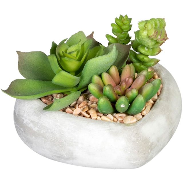 Creativ green Künstliche Zimmerpflanze »Sukkulentenarrangement«, in  Zementschale, 3er Set auf Rechnung kaufen