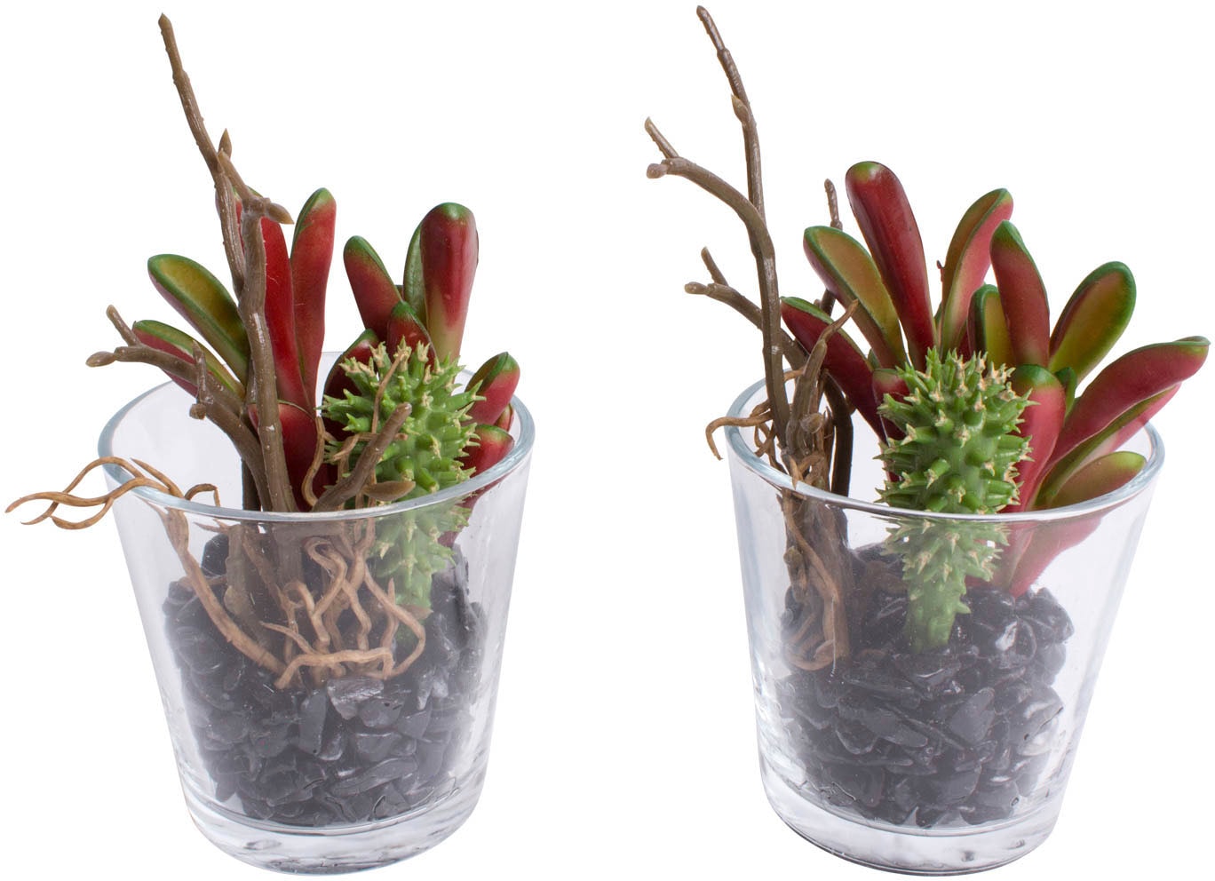kaufen Arrangement bequem Botanic-Haus Zimmerpflanze Künstliche Glas« im »Sukkulenten