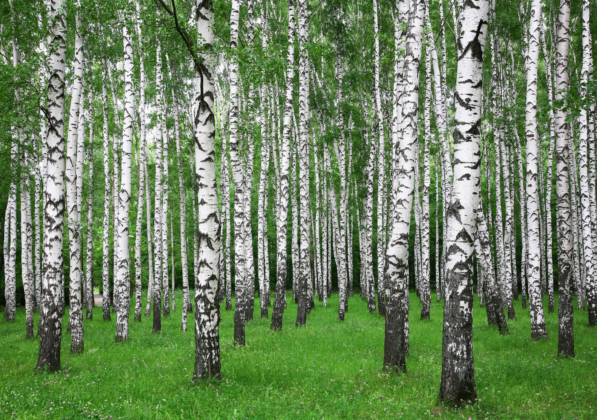 Papermoon Fototapete »Summer Birch Forest« glatt