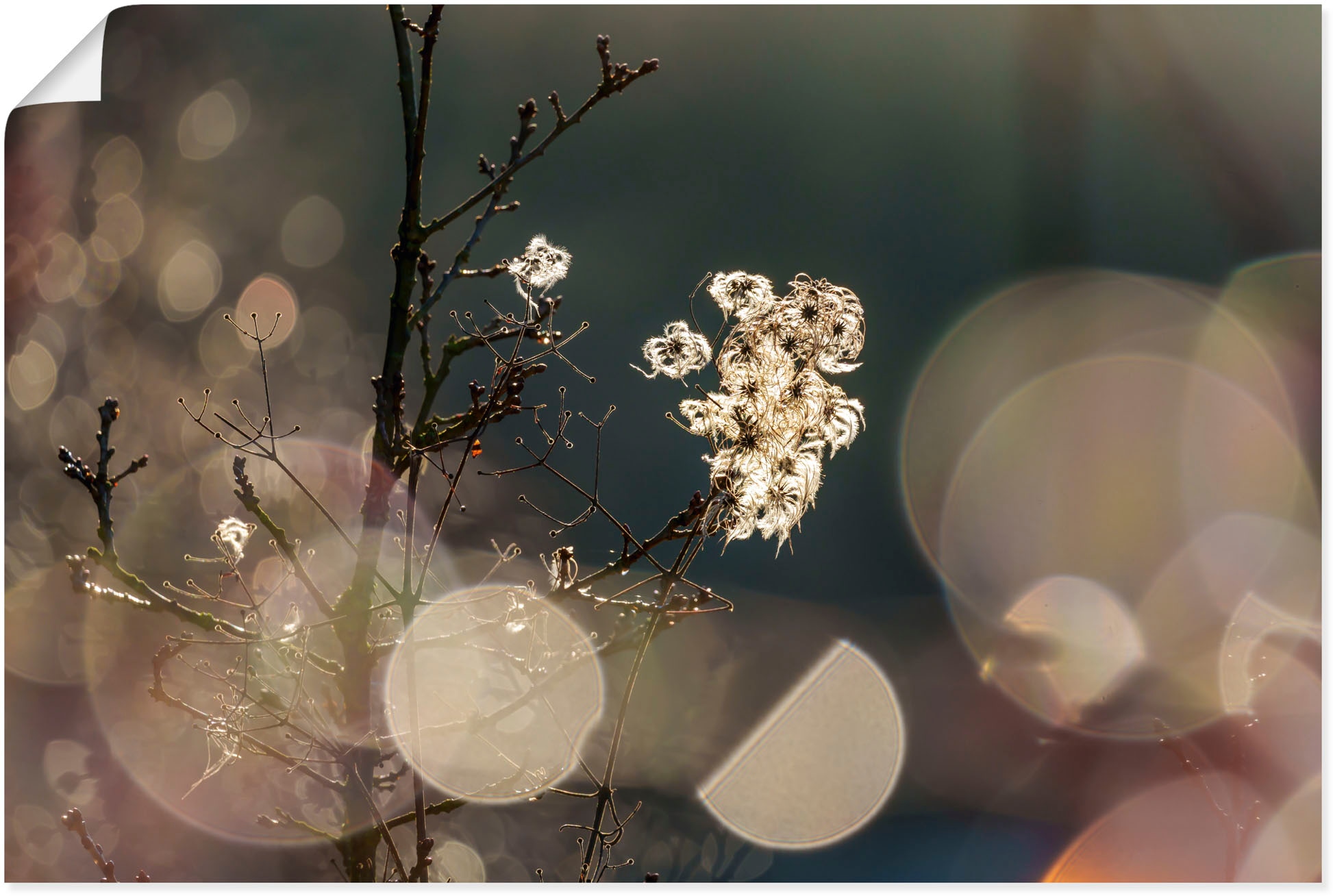 Wandbild »Naturromantik«, Blumenbilder, (1 St.), als Leinwandbild, Poster in...