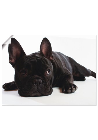 Artland Wandbild »Bulldogge«, Haustiere, (1 St.), in vielen Größen & Produktarten -... kaufen