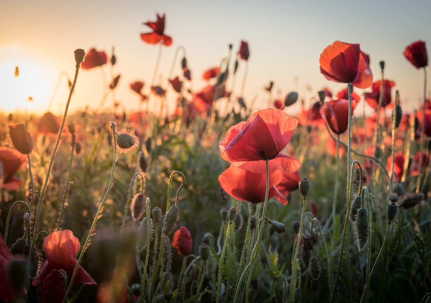 queence XXL-Wandbild »Akustikbild Mohn Mohnfeld bei Sonnenaufgang« Bilder vom Sonnenuntergang & -aufgang | Blumen | Blumenbilder | Blumenwiese | Felder | Natur | Pflanzen | Pflanzenbilder