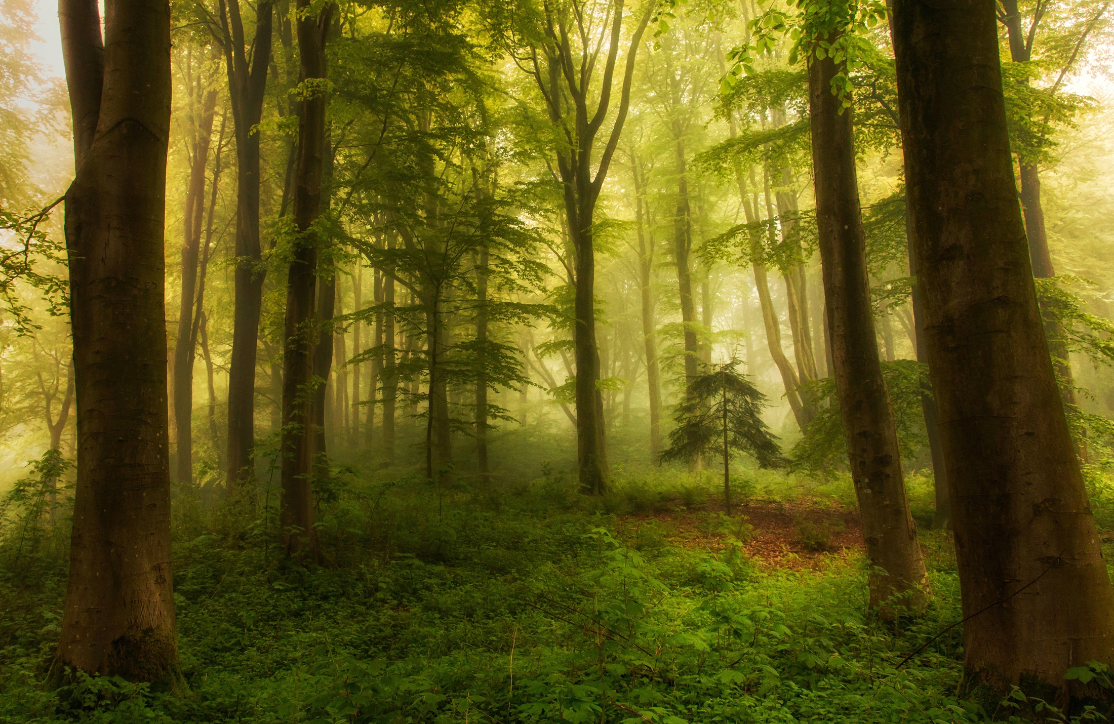 Fototapete »Photo-Art LEIF LONDAL, DER KLEINE BAUM«