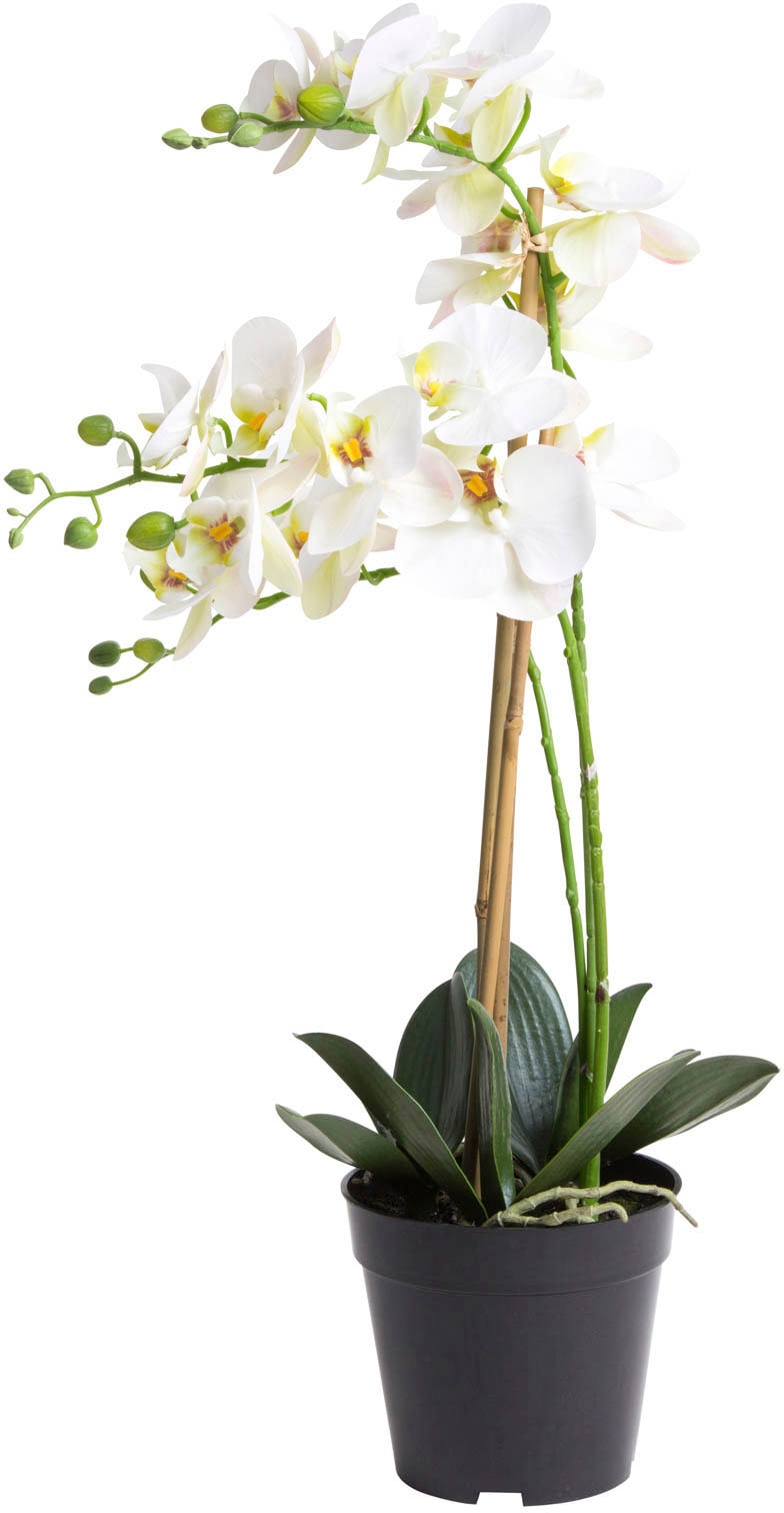 Kunstorchidee Botanic-Haus auf Rechnung bestellen »Orchidee Bora«