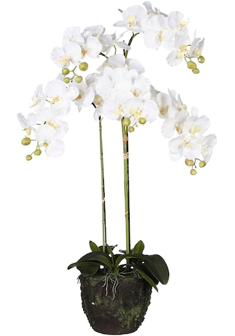 Creativ green Kunstorchidee »Phalaenopsis«, (1 St.), im Ballen kaufen