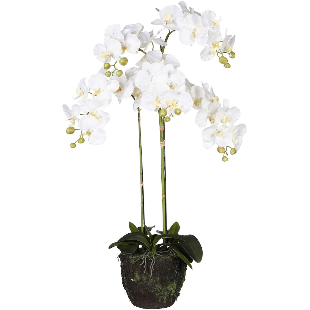 Creativ green Kunstorchidee »Phalaenopsis«